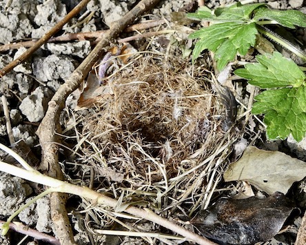 vole